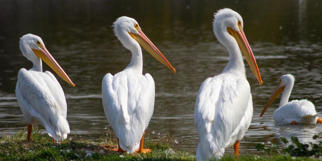 Pelicanos blancos americanos en el Bosque de Cahpultepec.