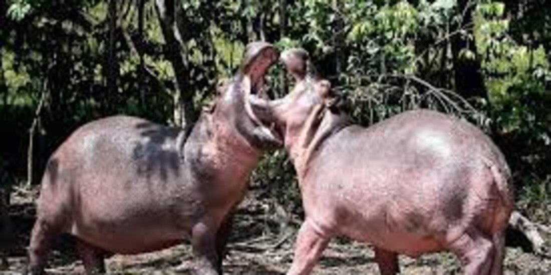 De acuerdo a la AZCARM los hipopótamos han aumentado en los márgenes del Río Magdalena en Colombia.