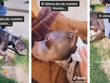 Joven compartió en TikTok el último día de vida de su perrito con cáncer de huesos.