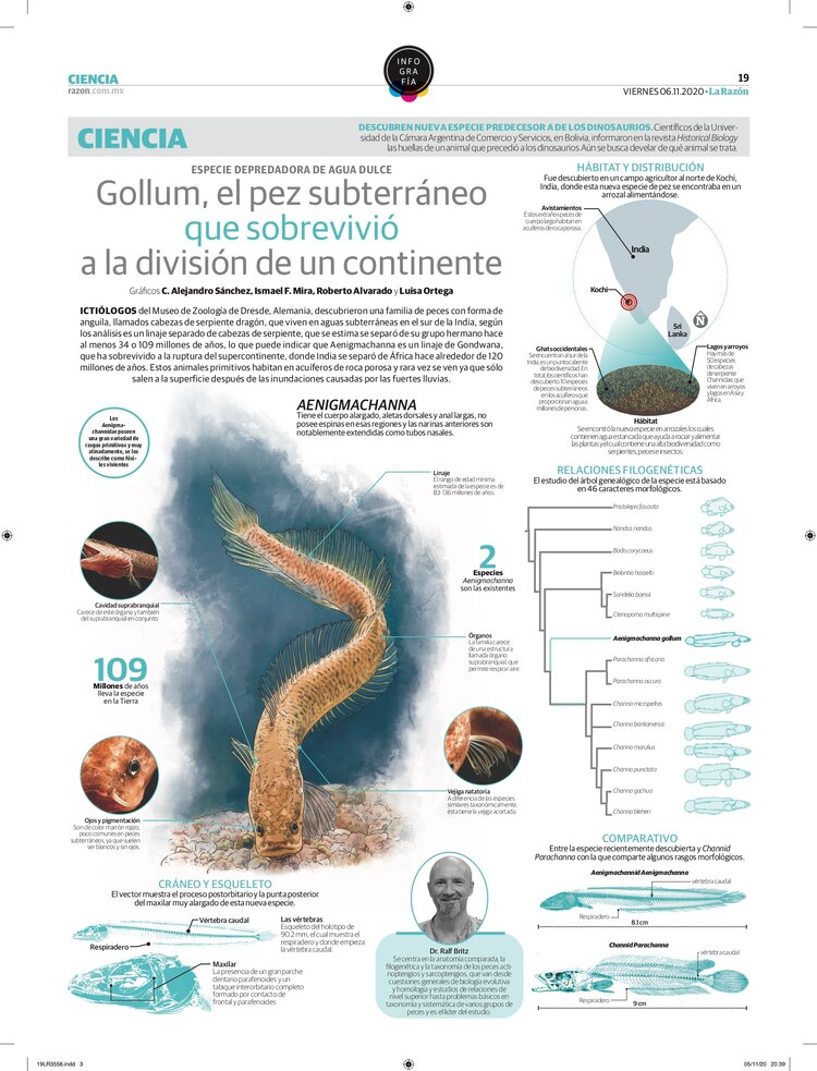 Gollum, el pez subterráneo que sobrevivió a la división de un continente