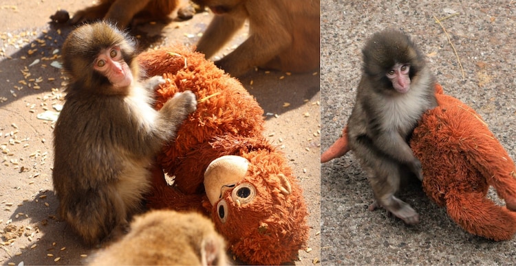 Mono japonés Punch con su peluche