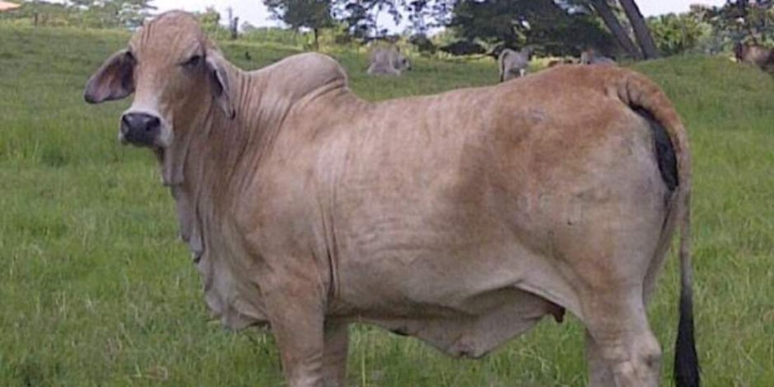 La Coordinación General de Ganadería faculta a la autoridad sanitaria para ejecutar la transferencia de la información, registros y sistemas de identificación individuales