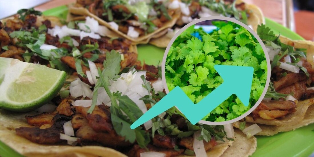 Por este motivo aumentó el precio del cilantro en México.