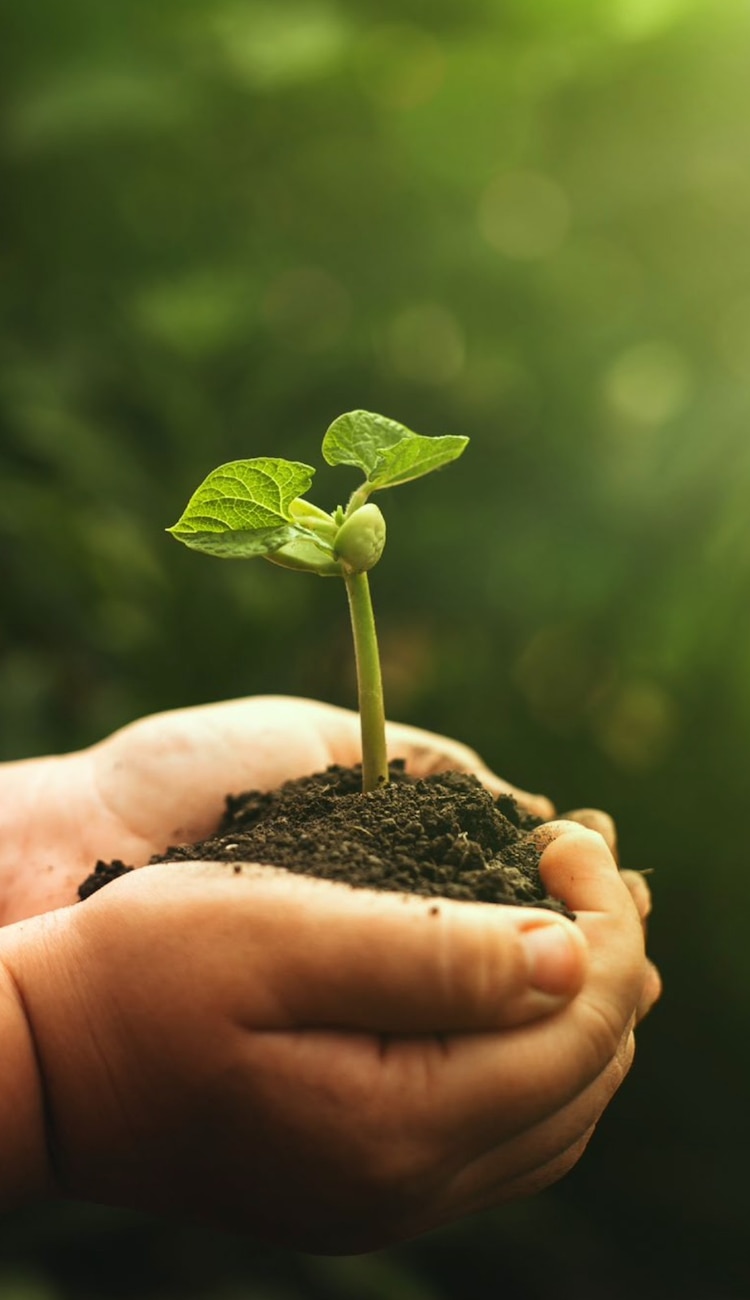 El Consejo Internacional de Normas de Sostenibilidad (ISSB) usará las directrices del TNFD como base para su nueva norma.