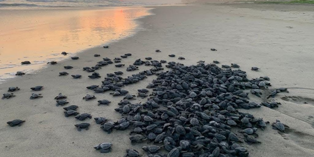 Información de la Comisión de Pesca de Michoacán.