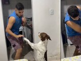 Perrito 'pelea' con su dueño y se hace viral en TikTok.