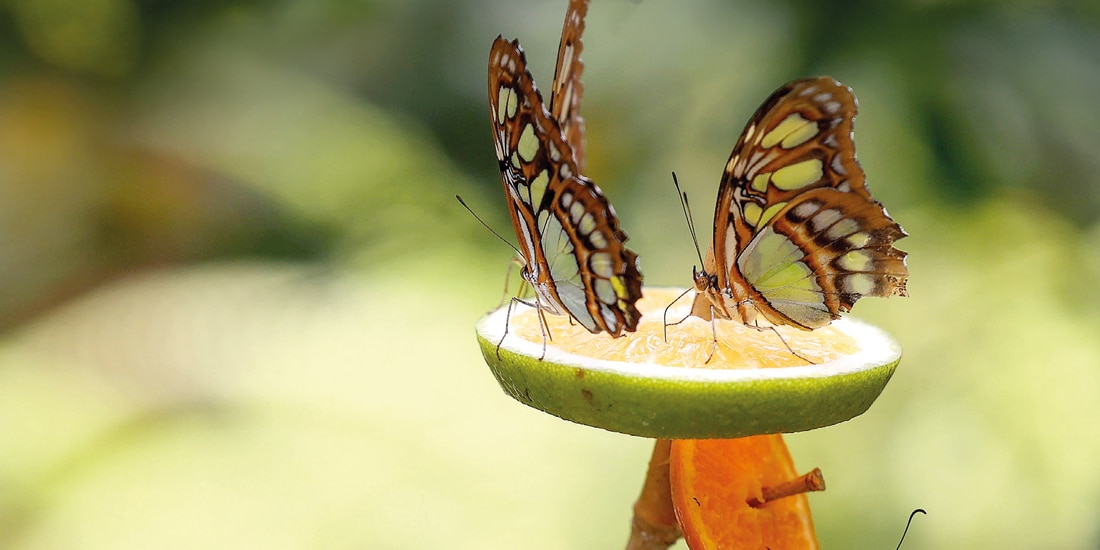 Mariposas reposan en una fruta en el Mariposario de Chapultepec, en 2025.