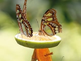 Mariposas reposan en una fruta en el Mariposario de Chapultepec, en 2025.