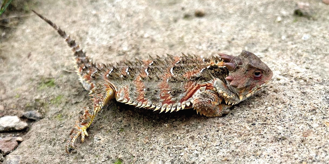 Un camaleón de Montaña con los ojos rojizos tras expulsar sangre de ellos al sentirse amenazado.