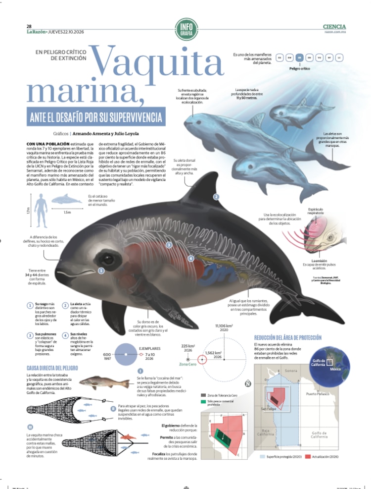 Vaquita marina, ante el desafío por su supervivencia