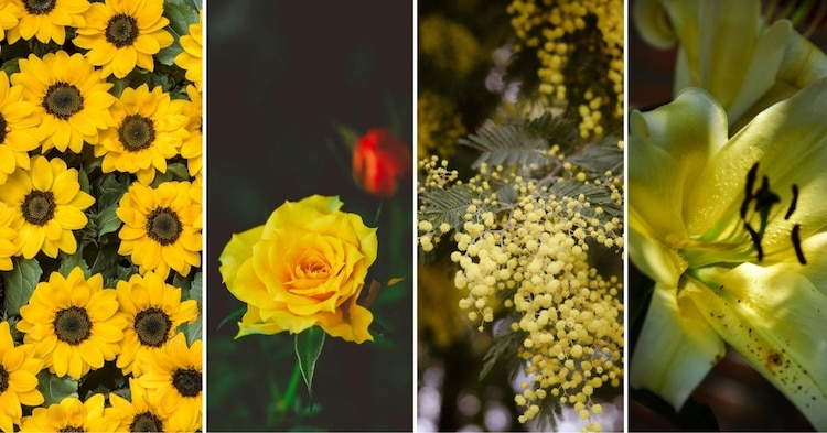 De izq. a der.: girasol, rosa amarilla, mimosa y lirio amarillo.
