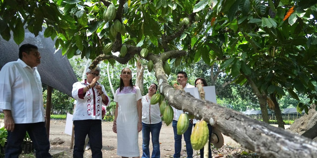 Sheinbaum anuncia inversión millonaria para impulsar cacao