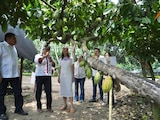 Sheinbaum anuncia inversión millonaria para impulsar cacao