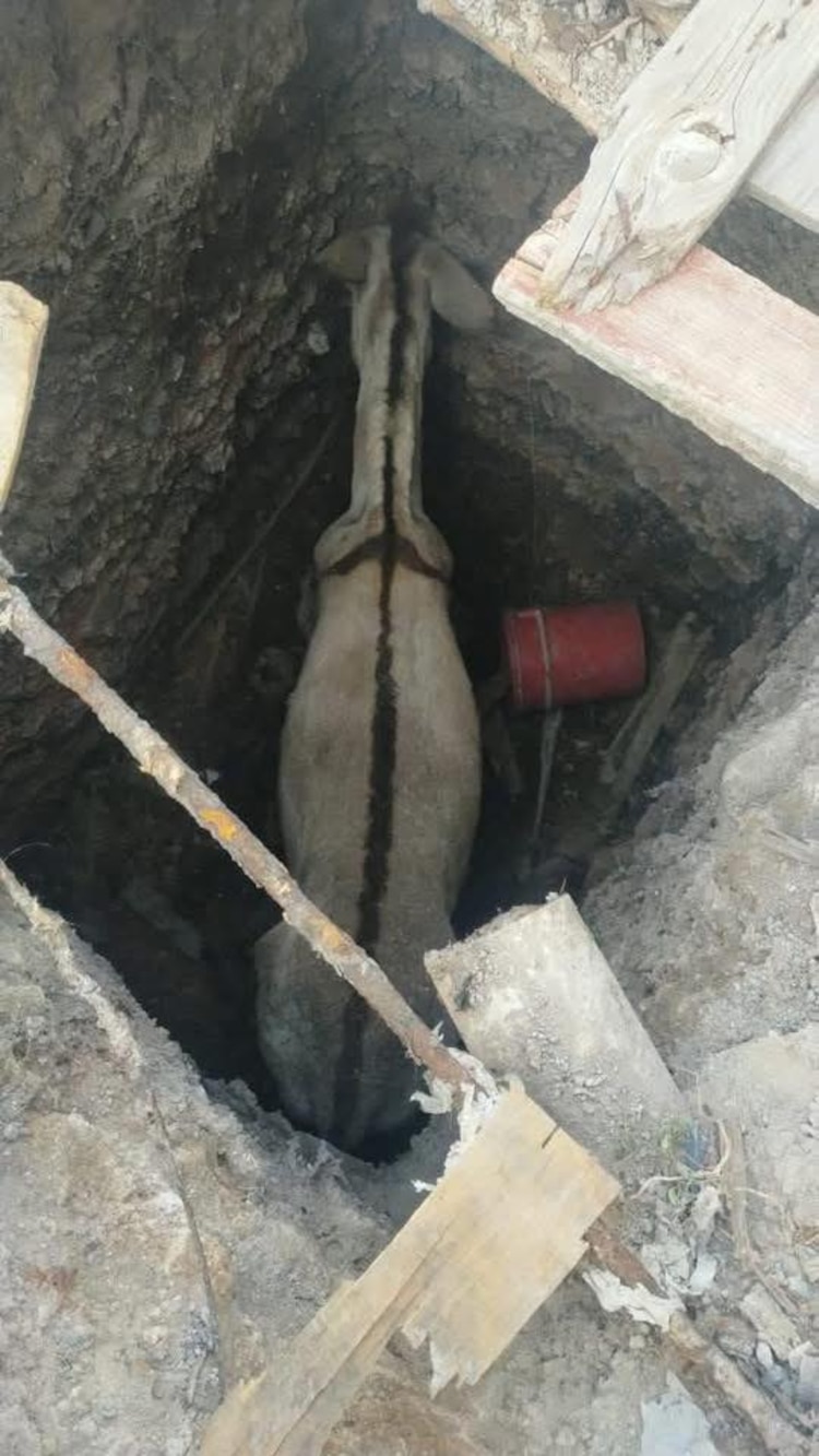 Rescate de una burra en Saltillo
