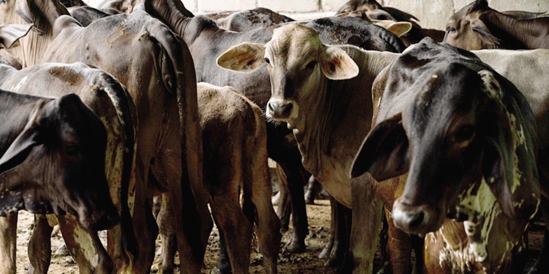 Ganado en una granja de Cintalapa, Chiapas, el pasado 12 de julio.