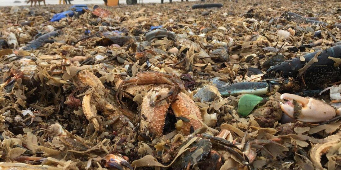 En algunas playas de Reino Unido amanecieron pilas de animales marinos muertos