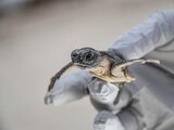 Sargazo provoca tumores en tortugas de costas mexicanas