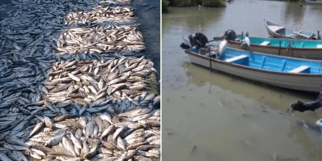 Muerte masiva de peces en el estero El Camalote, entre Tamaulipas y Veracruz.