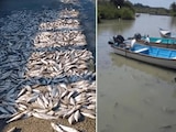 Muerte masiva de peces en el estero El Camalote, entre Tamaulipas y Veracruz.