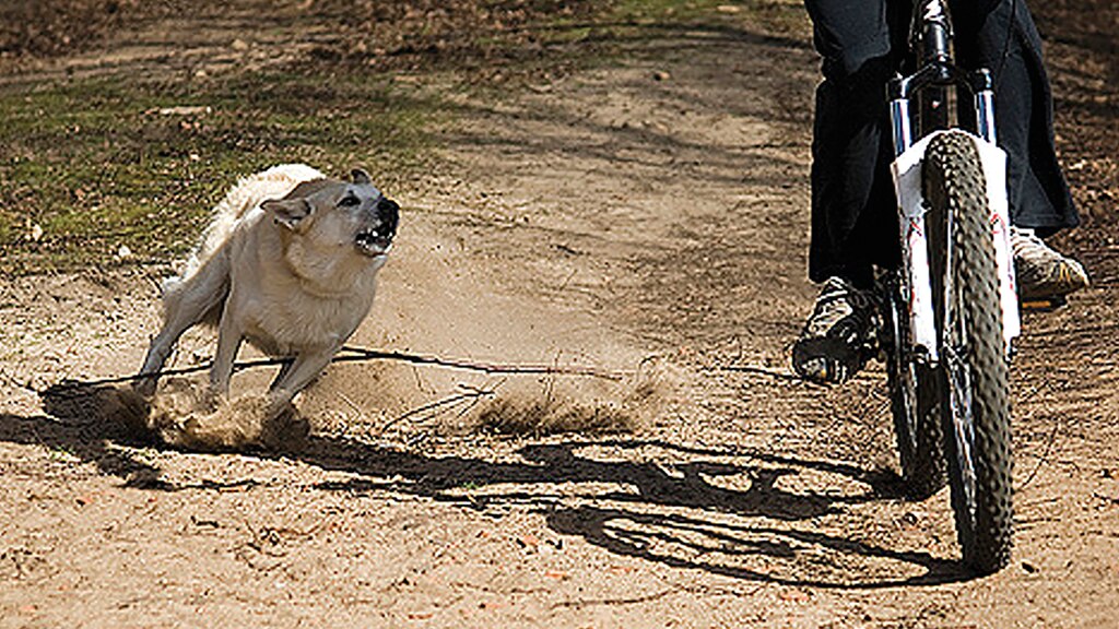 Foto de un perro correteando a una persona en bicicleta