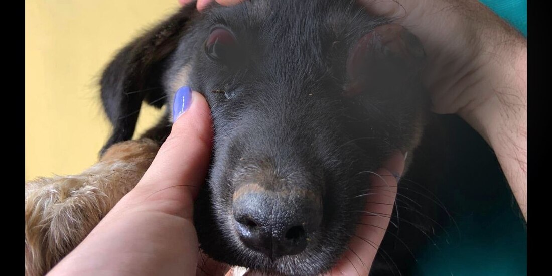 Nancy y su perrito son presuntamente víctimas de violencia; estudiantes la desmienten.