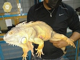 Rescatan a iguana de un metro de largo de calles de la Miguel Hidalgo.