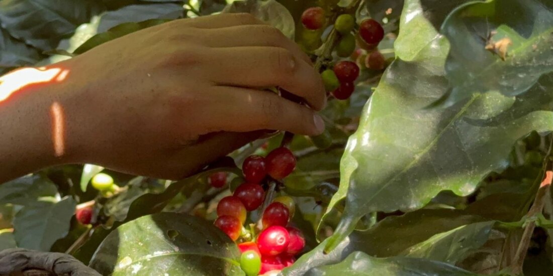 Se busca que las personas con discapacidad sean partícipes de la experiencia del café.