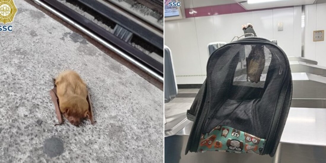 Encuentran a un pequeño murciélago café en el Metro CDMX.