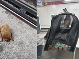 Encuentran a un pequeño murciélago café en el Metro CDMX.
