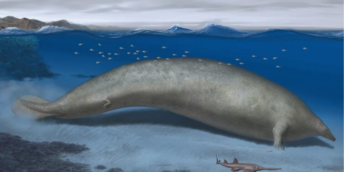 Este podría ser el animal más pesado conocido hasta la fecha.