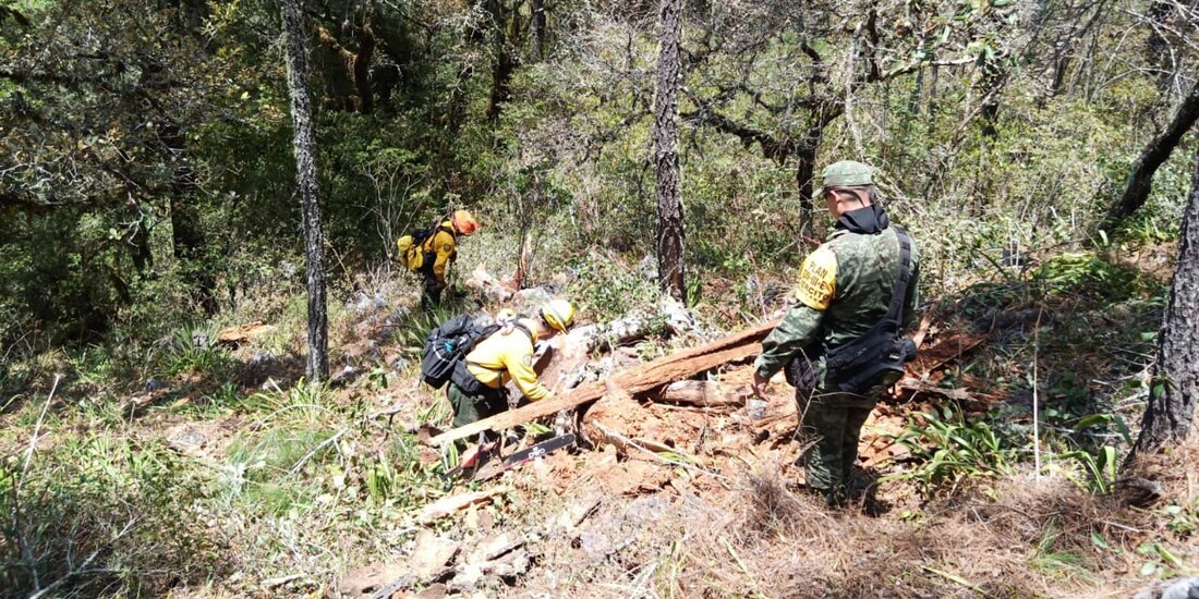 Los incendios forestales en México aumentaron