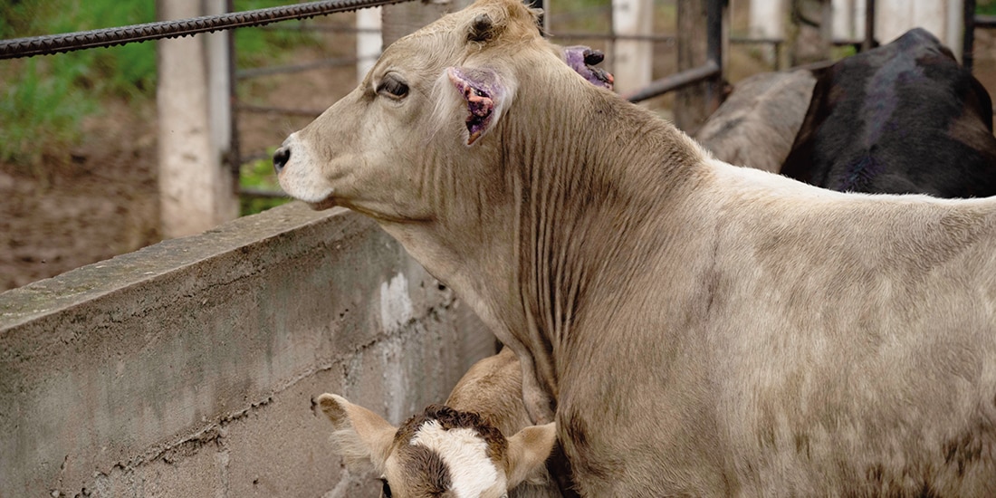 Cabezas de ganado en Chiapas, el 12 de julio