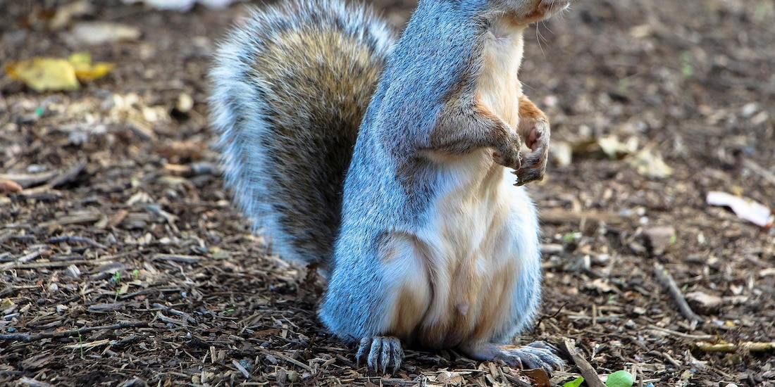 Ardilla se infecta de peste negra
