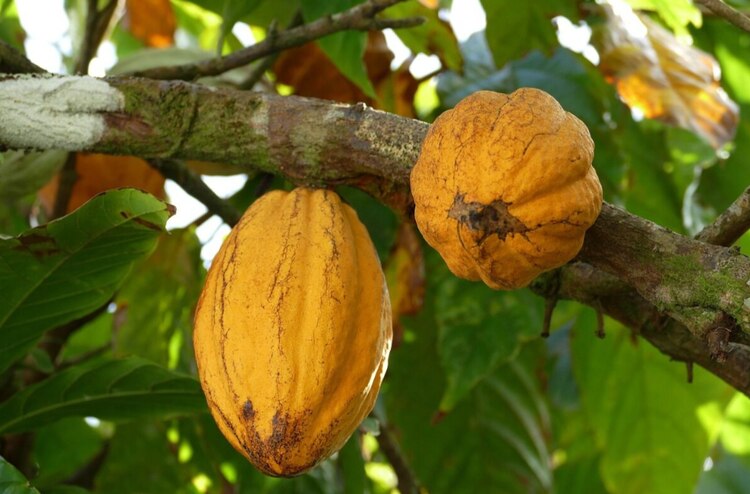 Cacao y chocolate, beneficios a la salud física y mental