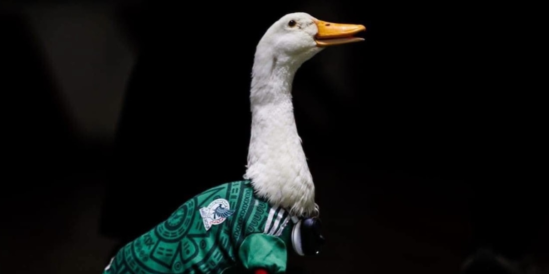 El pato viral se volvió un fenómeno en redes tras aparecer en celebraciones mundialistas.