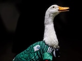 El pato viral se volvió un fenómeno en redes tras aparecer en celebraciones mundialistas.