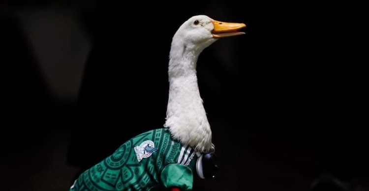 El pato viral se volvió un fenómeno en redes tras aparecer en celebraciones mundialistas.