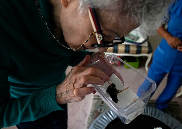 Catia Lattouf evalúa a un colibrí pichón que fue rescatado después de caerse de su nido y llevado a su apartamento, ahora una clínica improvisada, en la Ciudad de México