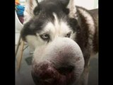 Conoce a 'Rex', el husky siberiano que ningún veterinario quería operar