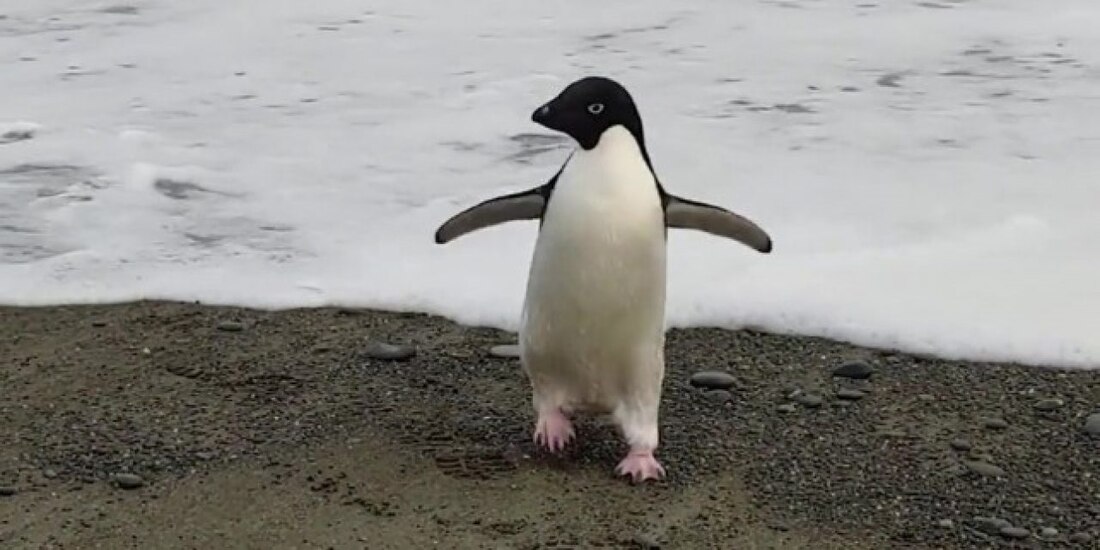 Un pingüino terminó perdido a 3000 kilómetros de su hogar por falta de comida
