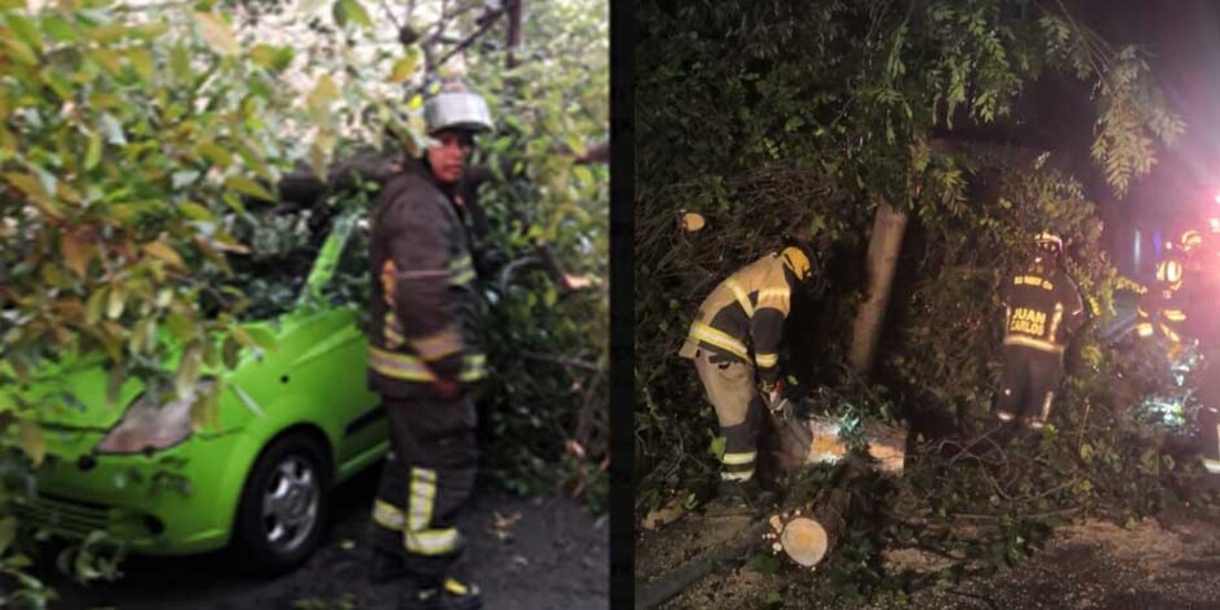 En la alcaldía Miguel Hidalgo, equipos de emergencia seccionan 2 árboles caídos