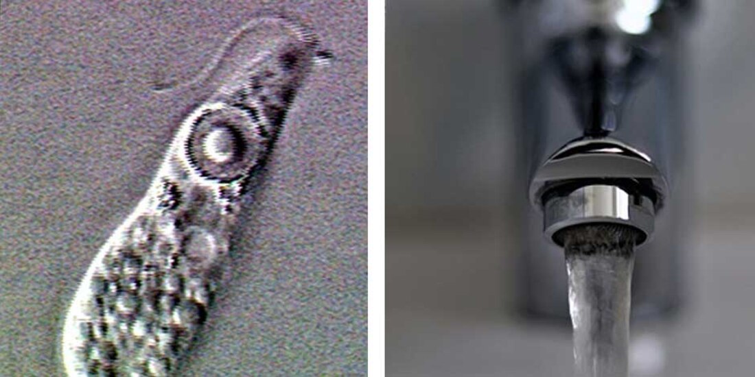 Caso de "ameba comecerebros" reportado en Florida, posiblemente relacionado con enjuague de senos paranasales con agua del grifo