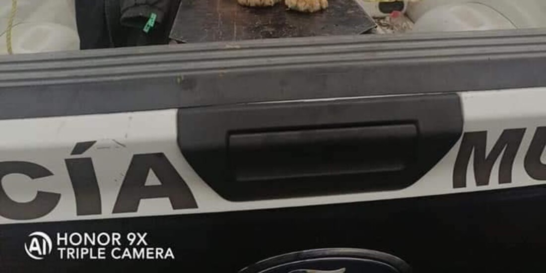 Vecinos indican que el cachorro de tigre pudo haberse escapado de algún domicilio.