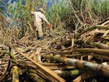 Sector azucarero prevé recuperación tras ajuste arancelario.