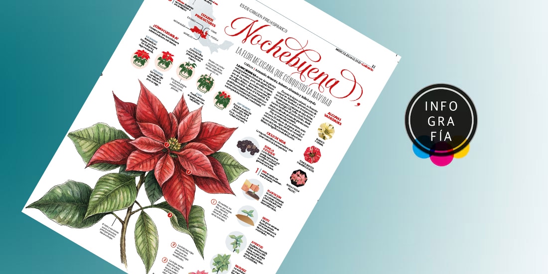 Nochebuena, la flor mexicana que conquistó la Navidad