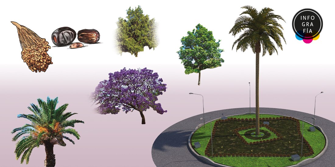 El Ícono de la glorieta de Reforma por 100 años muere por hongos; el domingo la despiden y retiran.