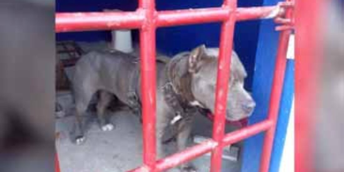 El perro fue encerrado en una cárcel ejidal por atacar a tres pobladores luego de escapar de su casa.