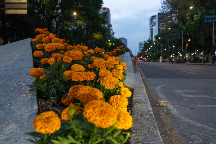 Cientos de flores de cempasúchil fueron colocadas en Reforma previo al inicio del Mundial 2026
