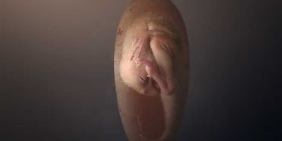 Descubren a 'Baby Yingliang' un embrión de 72 millones de años encontrado dentro de un huevo de dinosaurio fosilizado en el sur de China