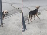 Perrito se escapa de su casa